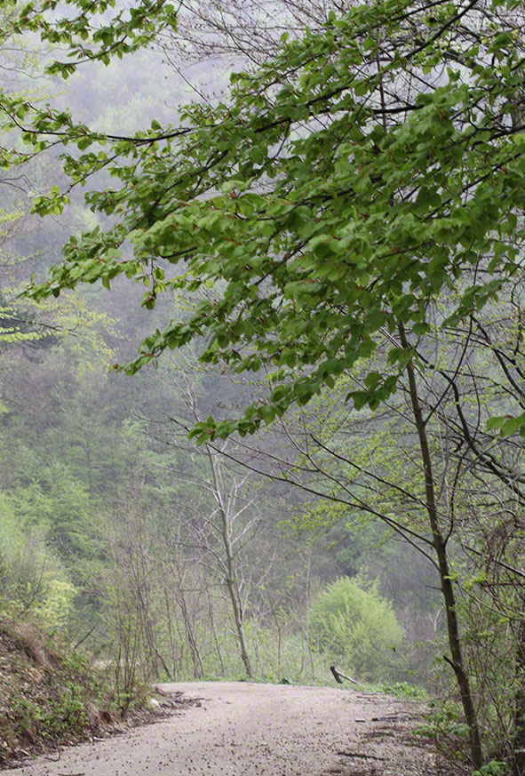 Wienerwald, Regen