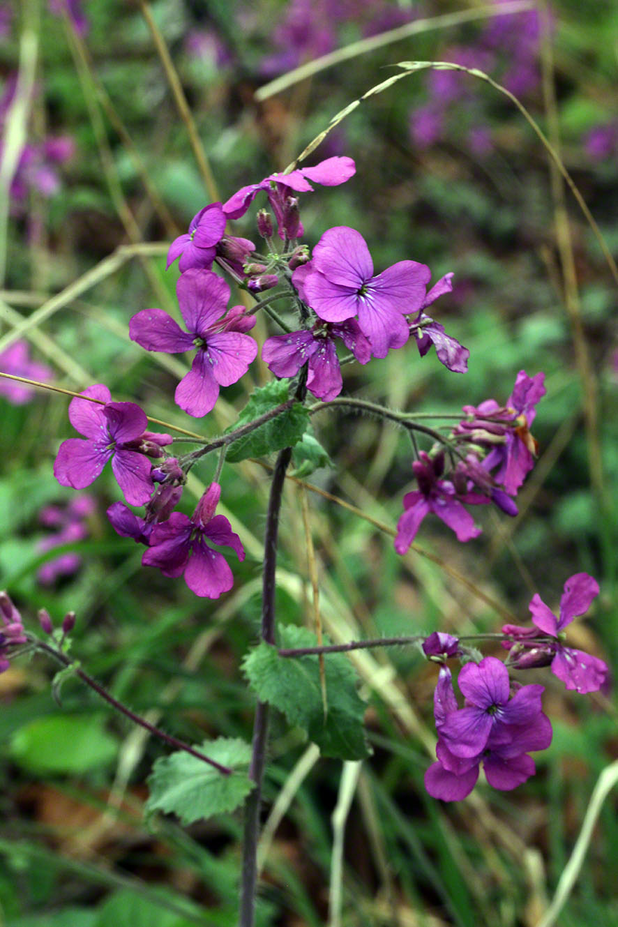 Wienerwald, Nachtviole