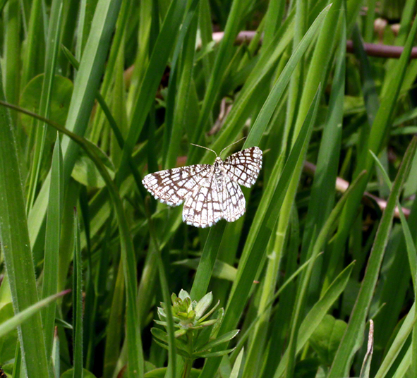 Schmetterling