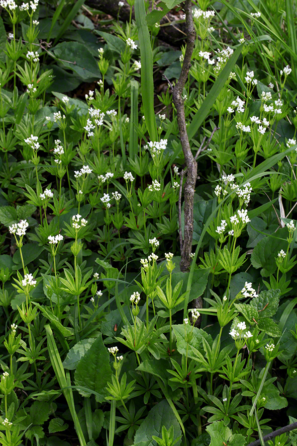 Waldmeister