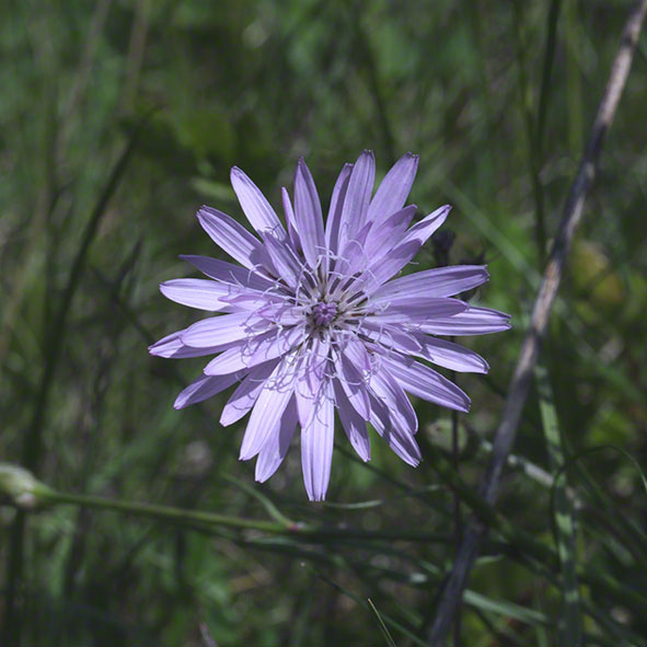 Wiesen-Bocksbart blau