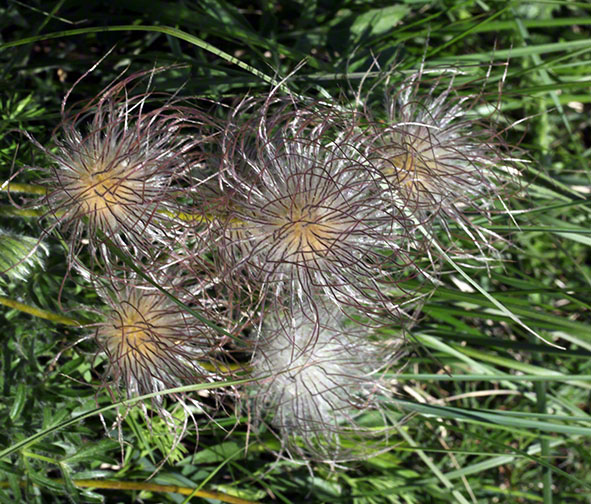 Kuhschelle Samen