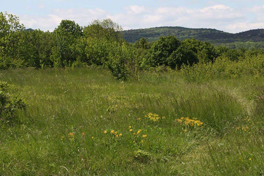 Eichkogel Wiese
