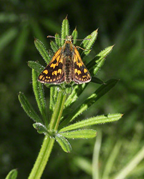 Schmetterling