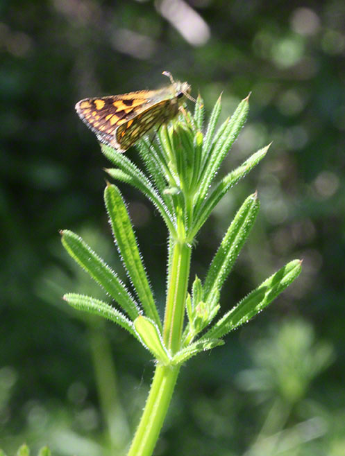 Schmetterling