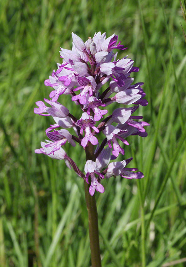 Orchidee