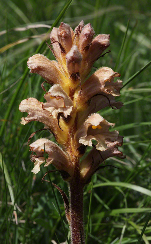 Sommerwurz