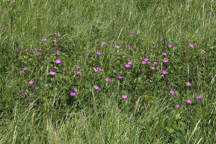 Storchenschnabel