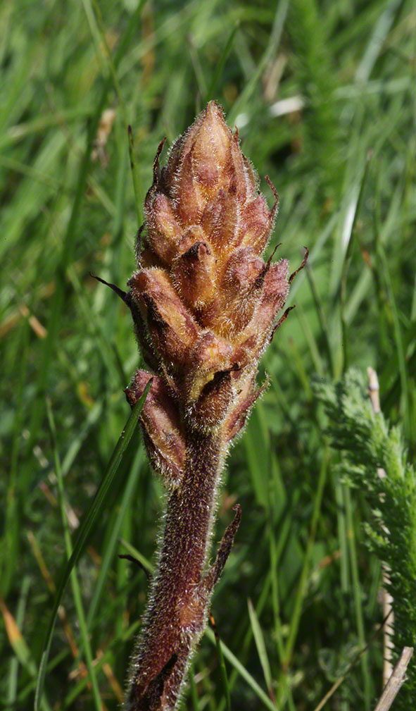 Sommerwurz