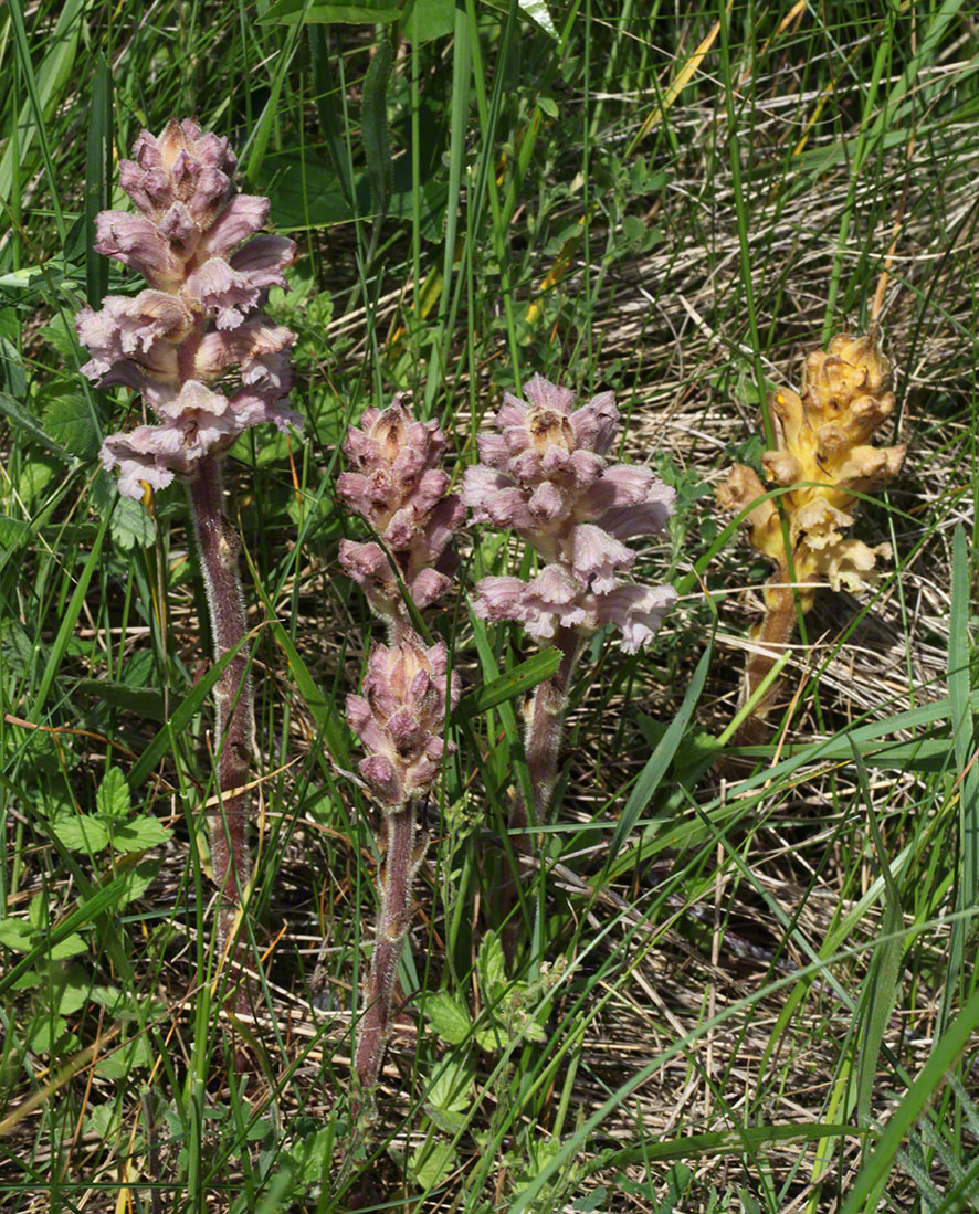 Sommerwurz