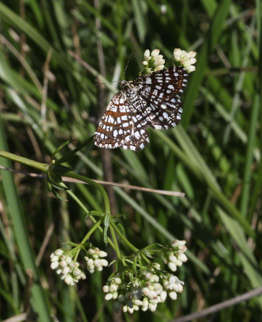 Schmetterling