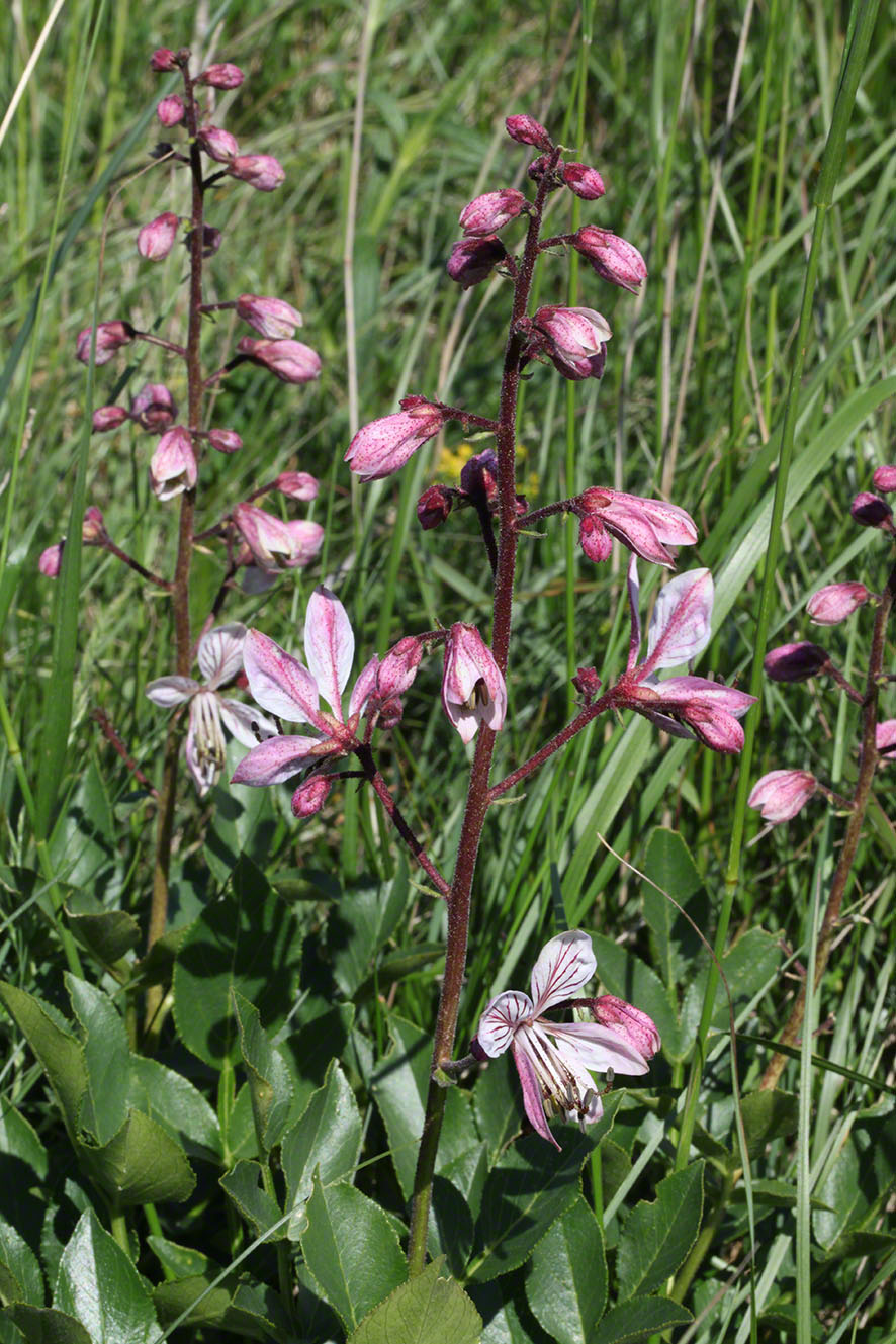 Diptam Dictamus albus