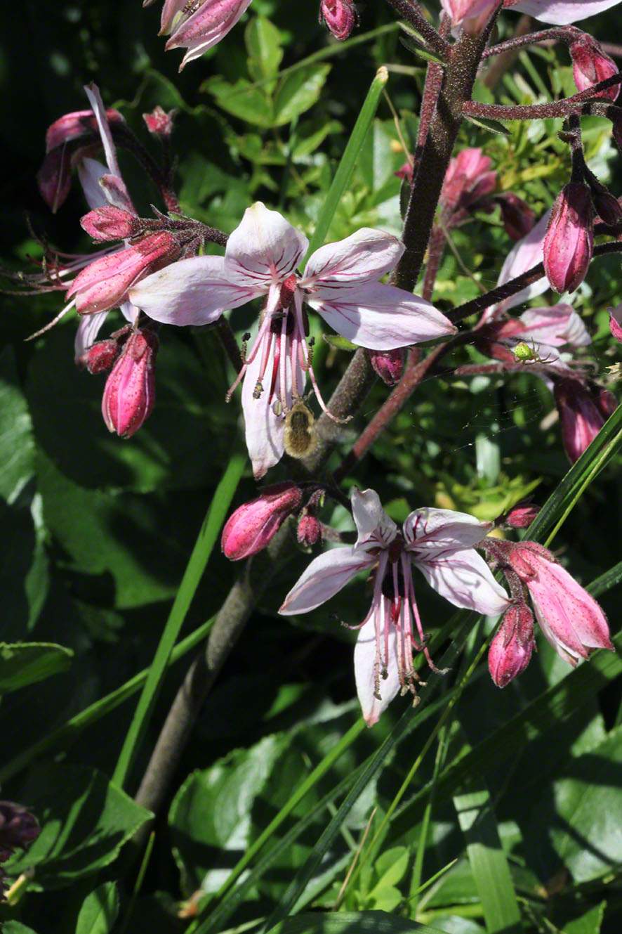 Diptam Dictamus albus