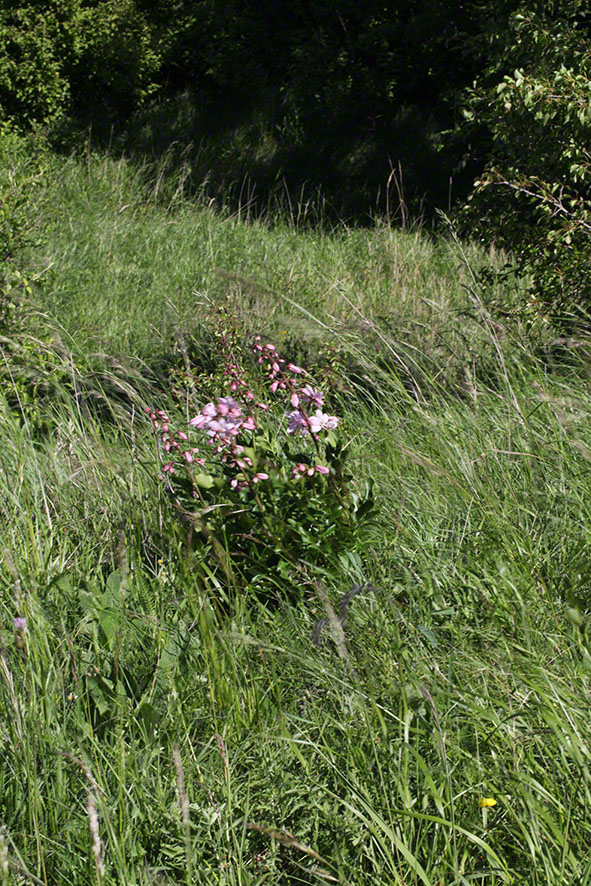 Diptam Dictamus albus
