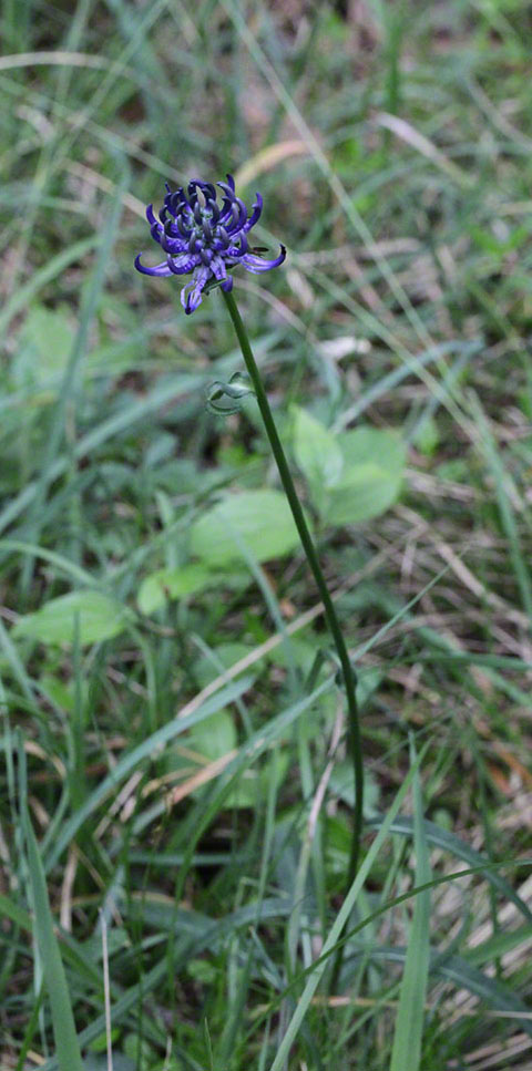 Teufelskralle