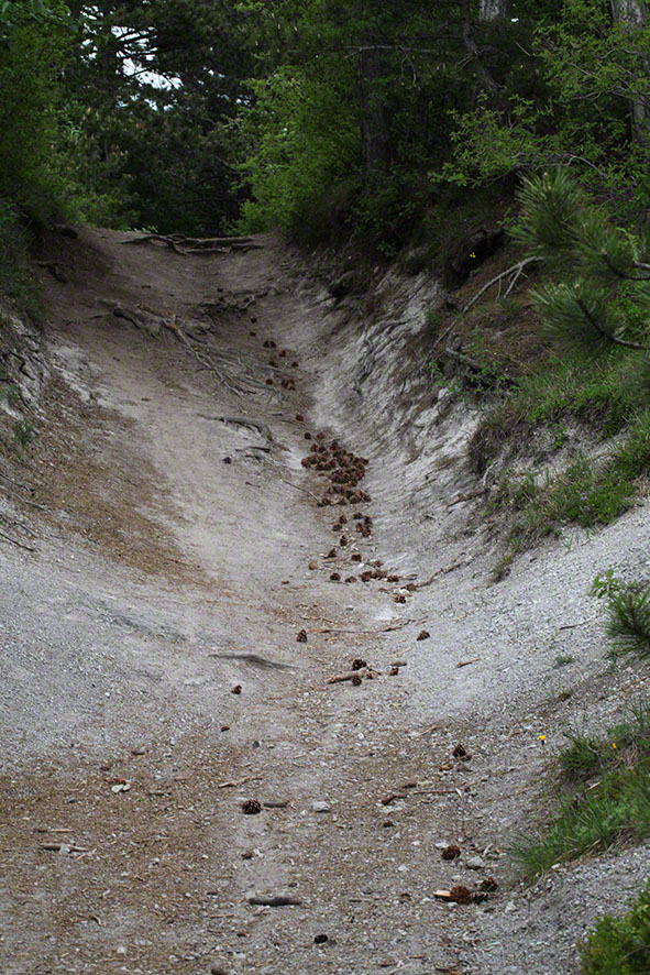 Hohlweg Vöslauerhütte