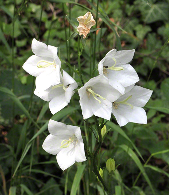 Weiße Glockenblume