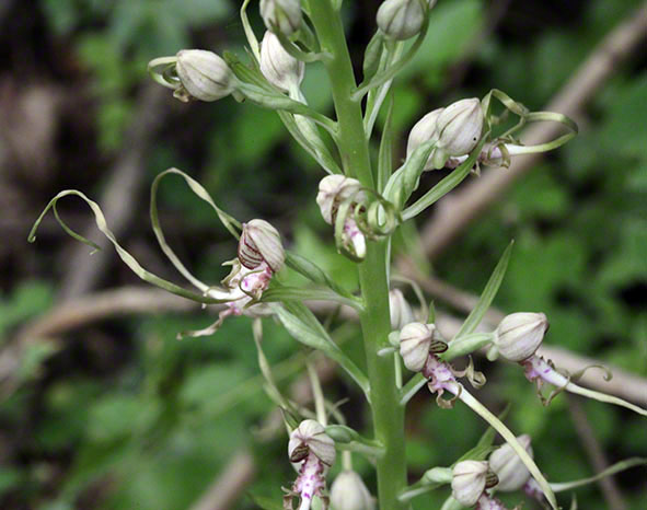 Riemenzunge Orchidee