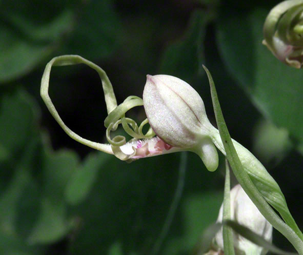 Riemenzunge Orchidee