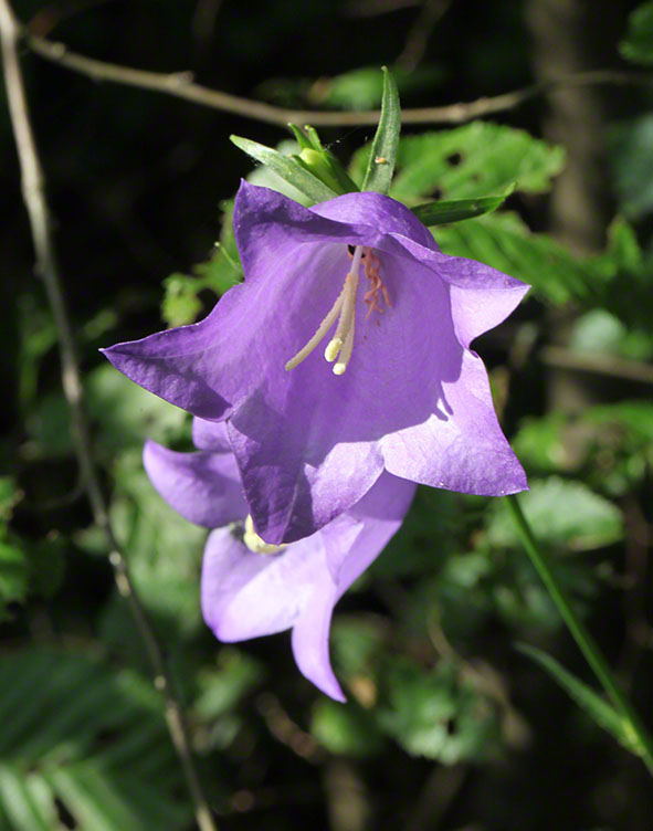 Blaue Glockenblume