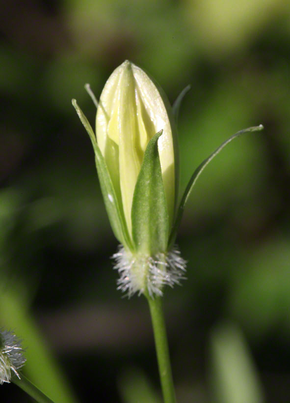Glockenblume Knospe