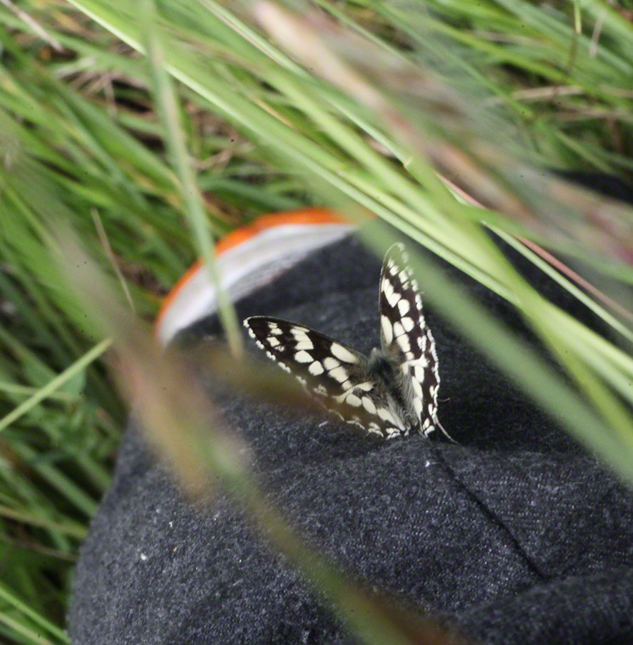 Melanargia galathea, Schachbrett