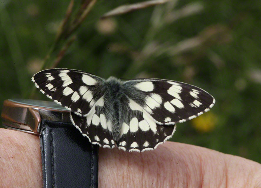 Melanargia galathea, Schachbrett