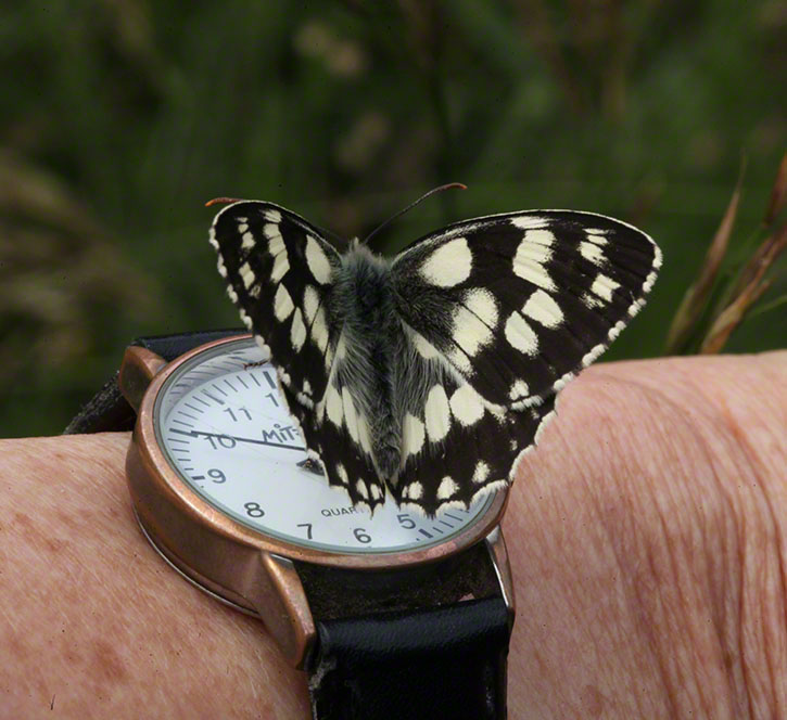 Melanargia galathea, Schachbrett