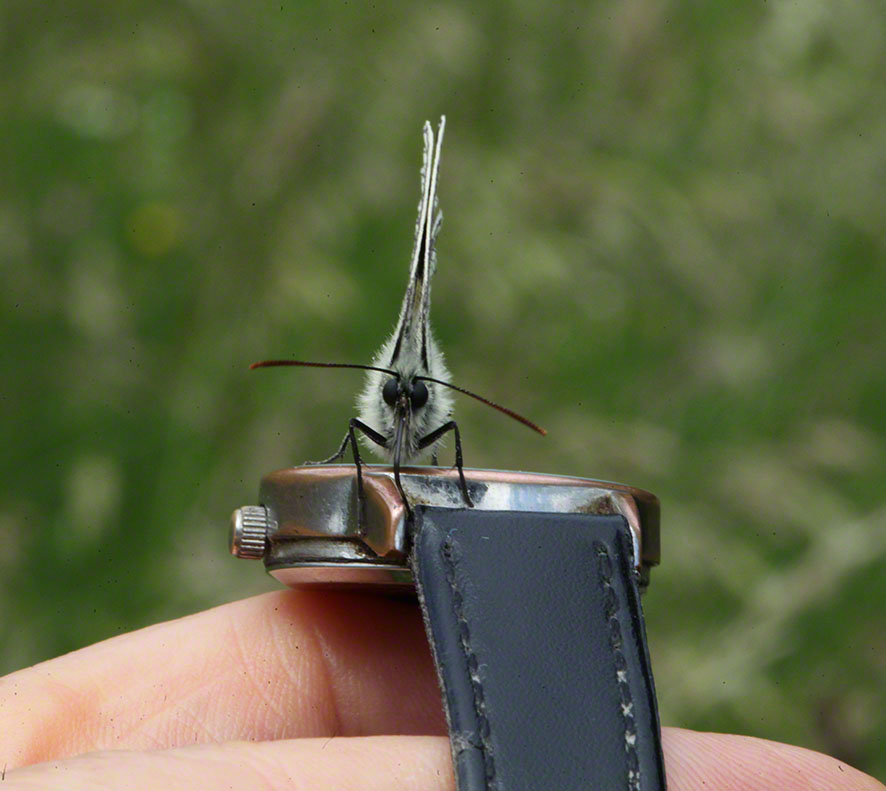 Melanargia galathea, Schachbrett