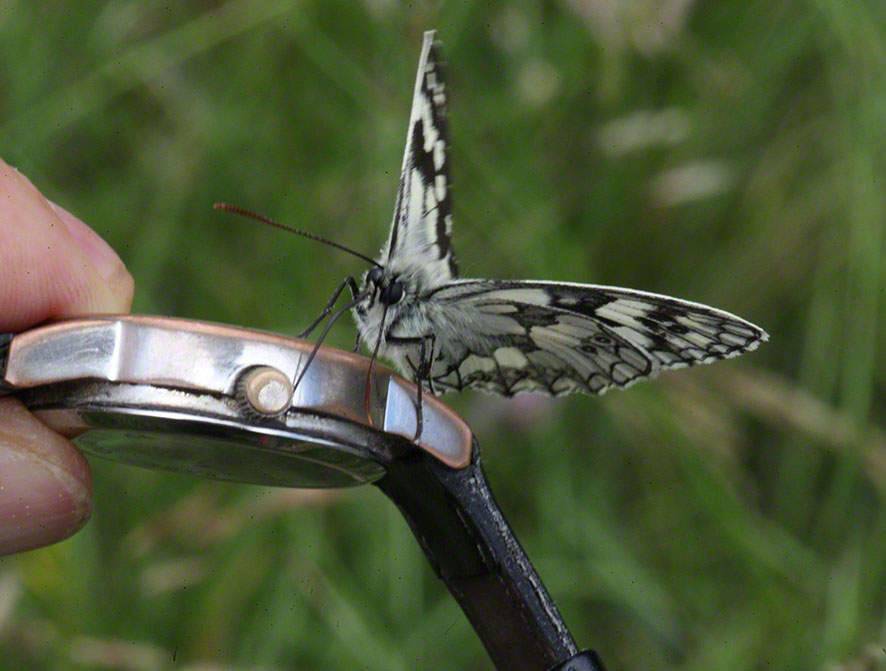 Melanargia galathea, Schachbrett