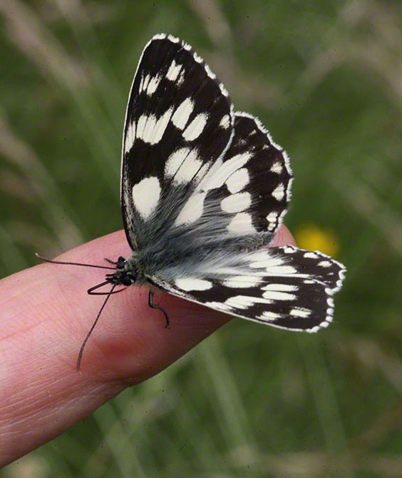 Melanargia galathea, Schachbrett