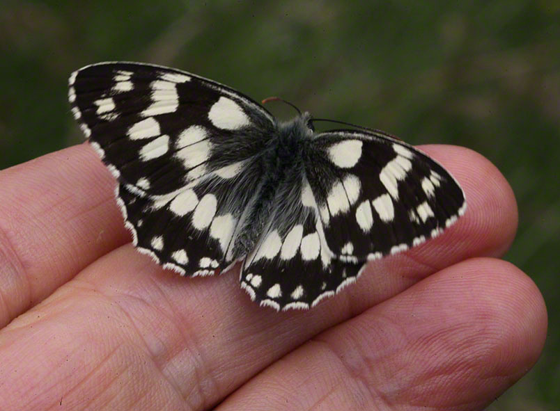 Melanargia galathea, Schachbrett
