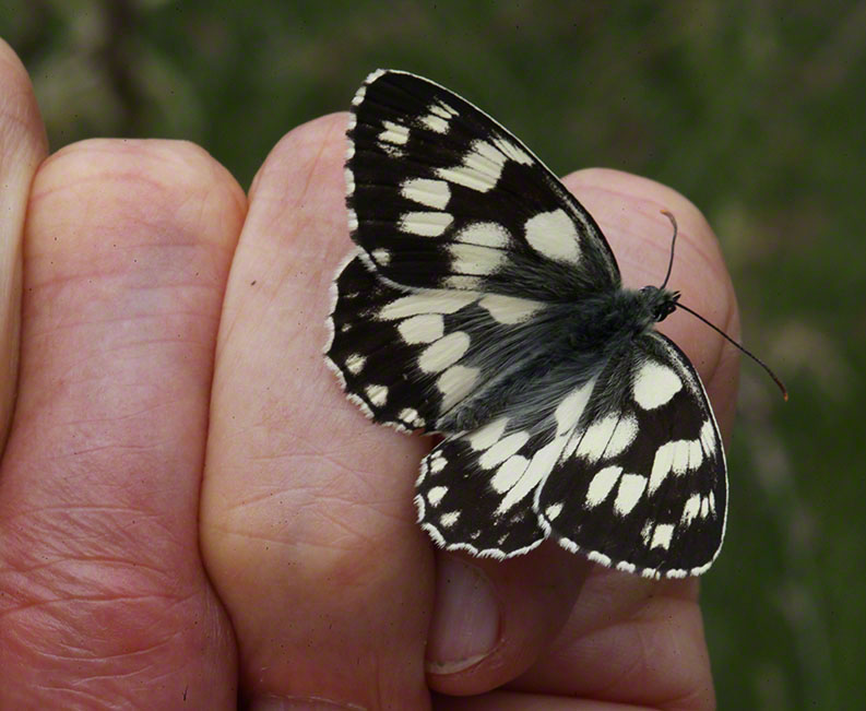 Melanargia galathea, Schachbrett