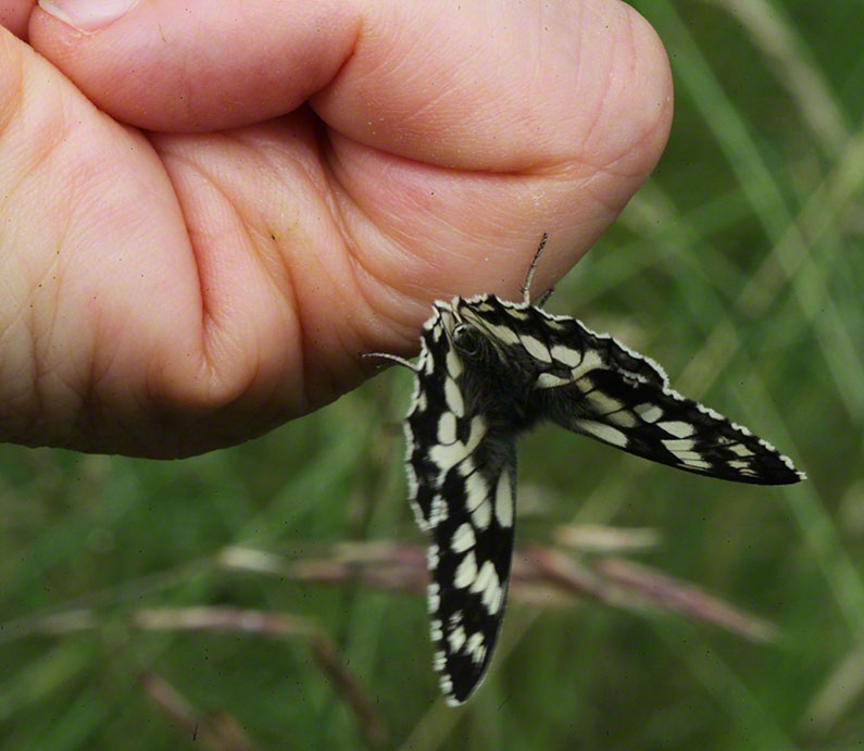 Melanargia galathea, Schachbrett
