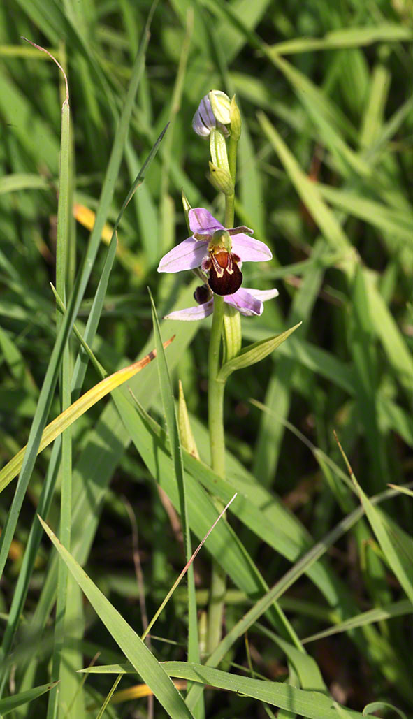 Perchtoldsdorfer Heide, Spinnenragwurz