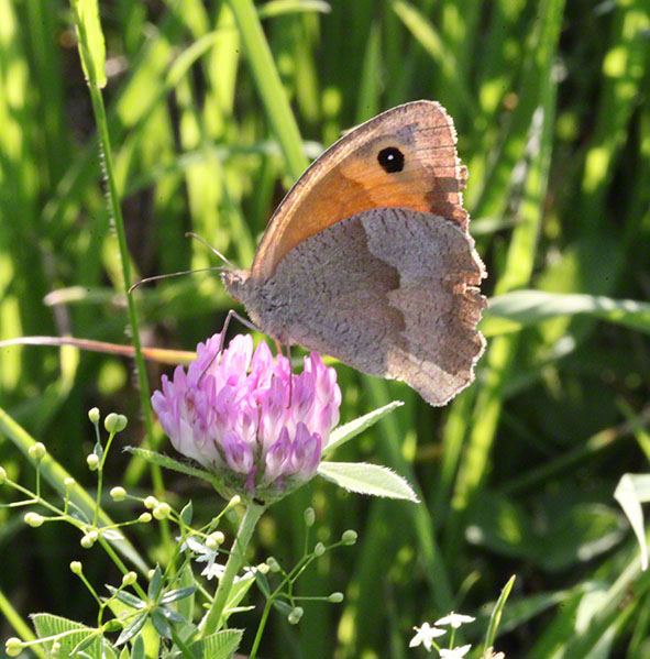 Cobenzl, Schmetterling - Ochsenauge