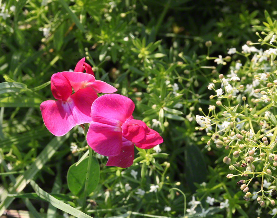 Cobenzl, rote Wicke