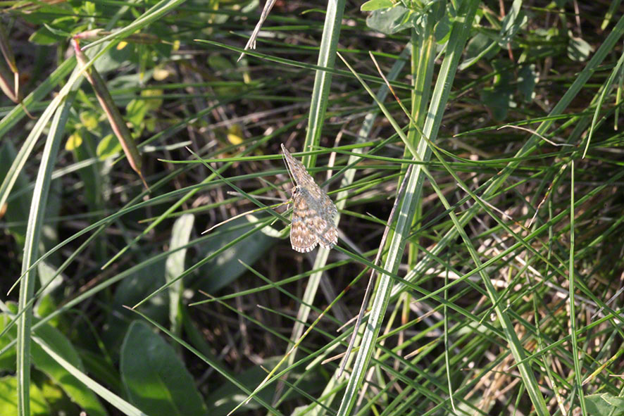 Cobenzl, Schmetterling (Spanner)