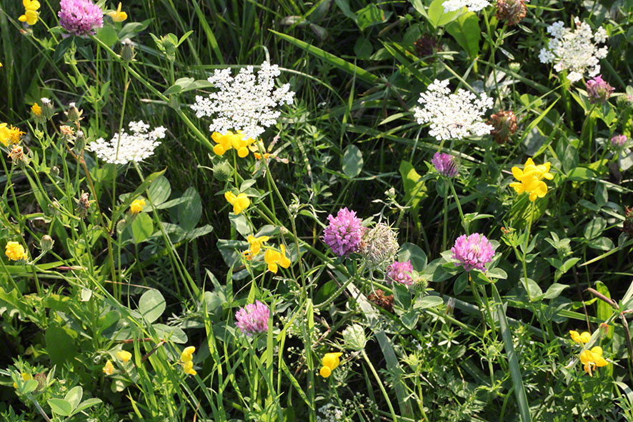 Cobenzl, Blumenwiese