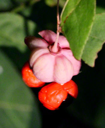 Cobenzl, Pfarrerkapperl (Pfaffenhütchen)
