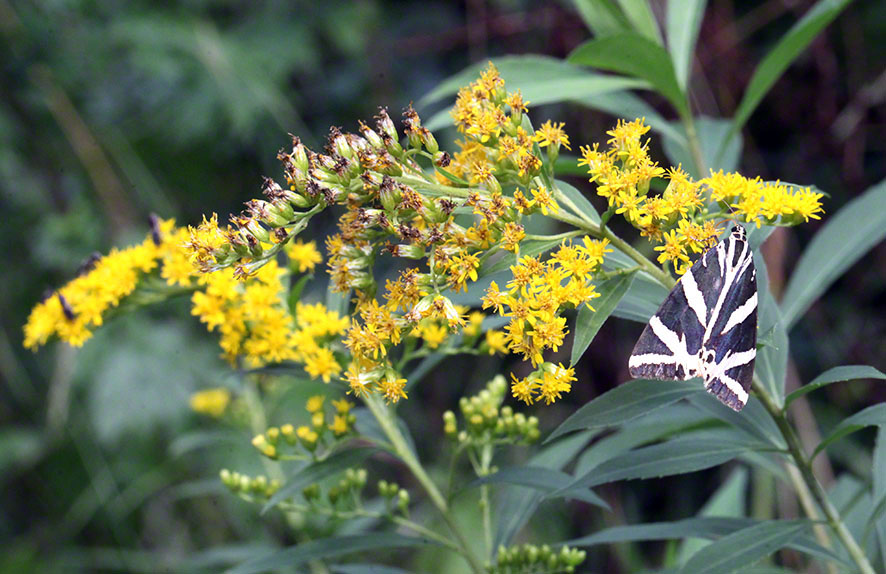 Rohrerwiese, Schmetterling, russischer Bär