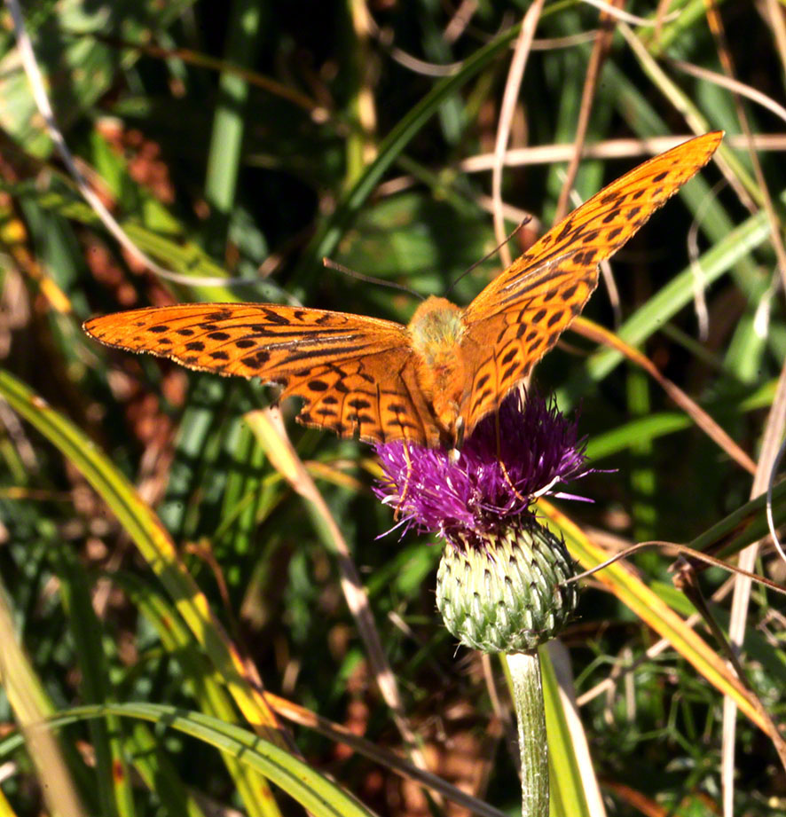 Rohrerwiese, Schmetterling, Kaisermantel