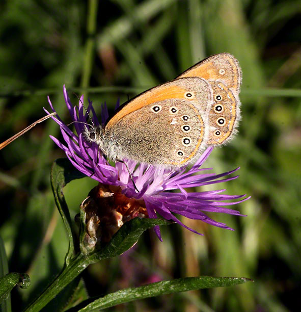 Rohrerwiese, Heufalter, Schmetterling
