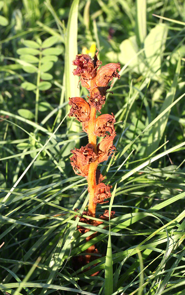 Rohrerwiese, Sommerwurz