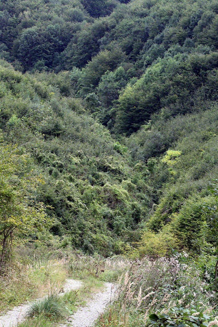 Blick vom Höllgrabenweg ins Grün