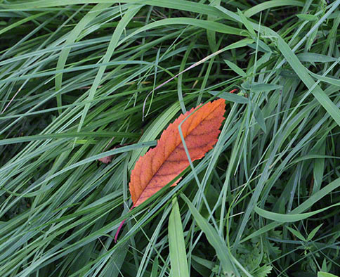 braunes Blatt in grünen Gräsern