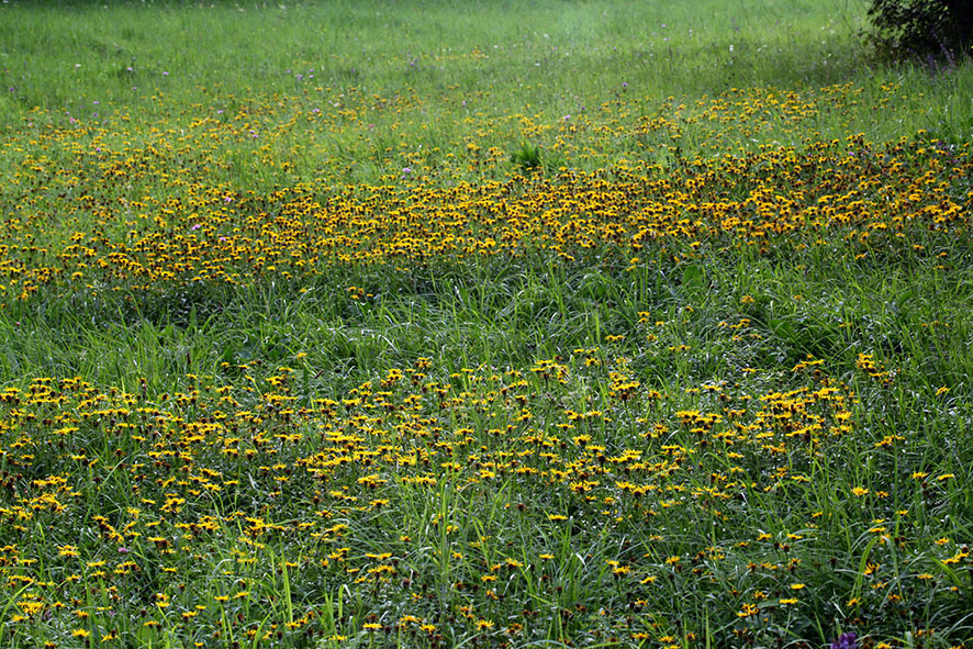 Wiese mit gelben Blumen