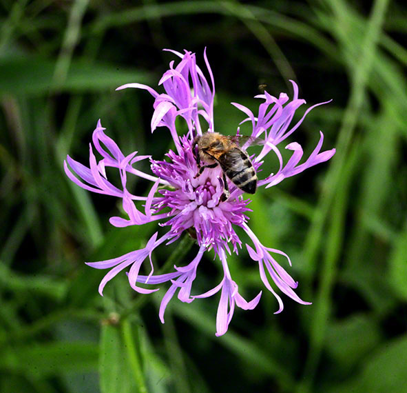 Flockenblume mit Biene