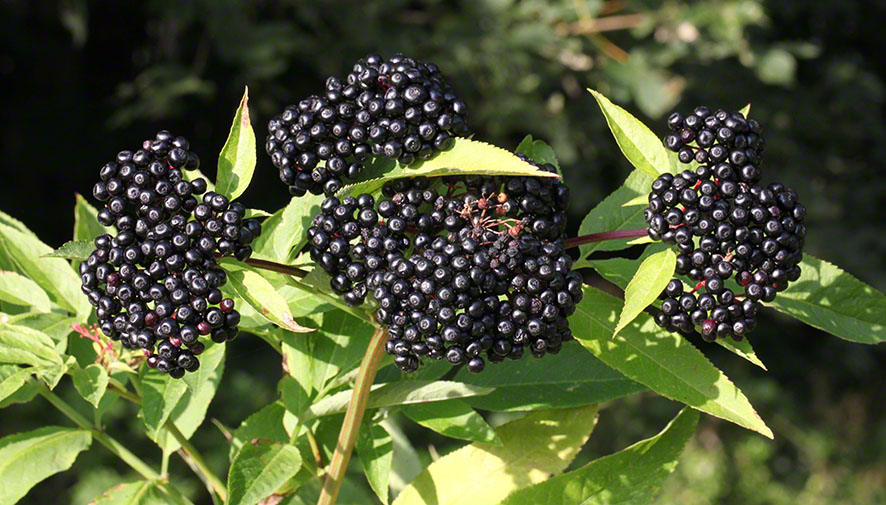 Beeren des Zwergholunders