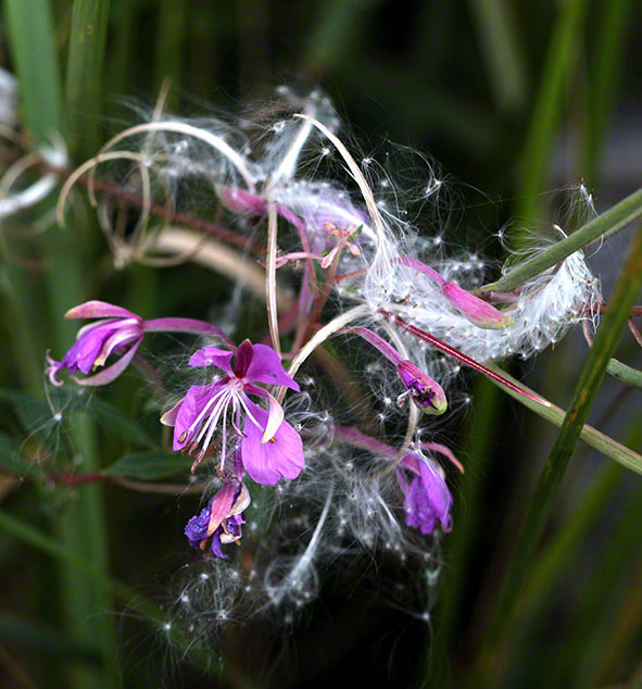 Weidenröschen - Blüte und Samen